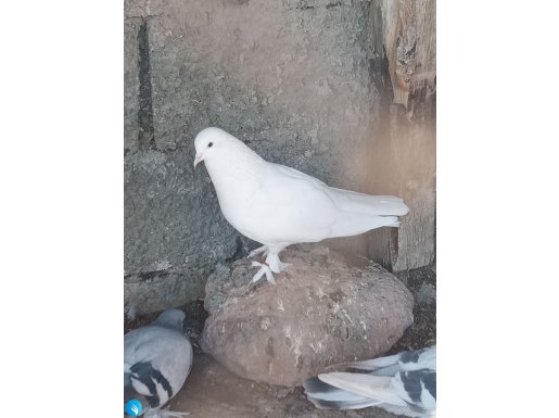 Takkalı dişi sabuni, beyaz Mardin erkek 