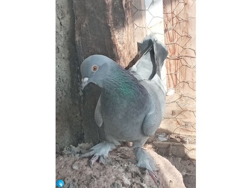 Sağlam kan. Dumanlı çift . 