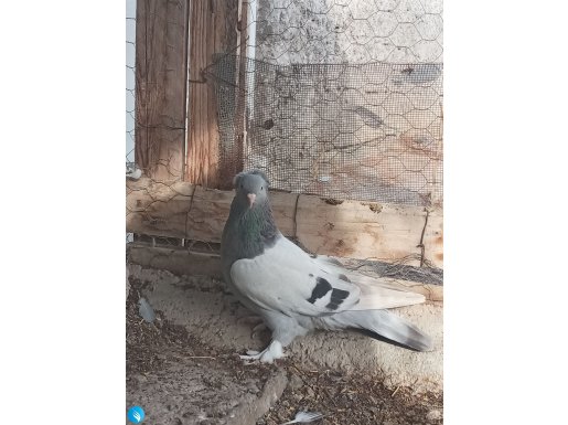 Orijinal takkalı sabuni ve beyaz Mardin 