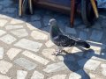 SEFERLİ OYUN KUŞLARI