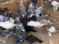 30 adet oyun kuşu vardır toptan 2.500 tl ye satılıktır 