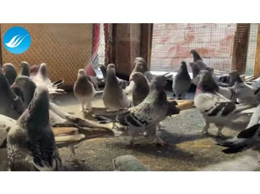 CANPİGEON HARiKA OYUNLU.Takas olur.10 lu alımda.Açıklama oku