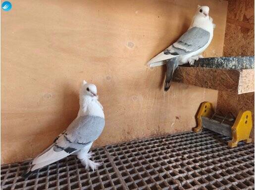 HÜNKARİ ÇAVUŞLU MAVİ 