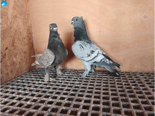 Çavuşlu Hünkari Takım 