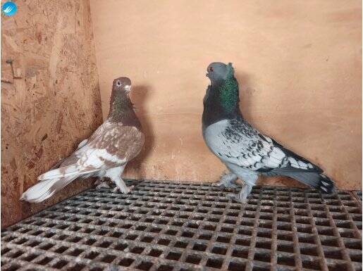 Hünkari Mavi & Kırmızı Çavuşlu takım 