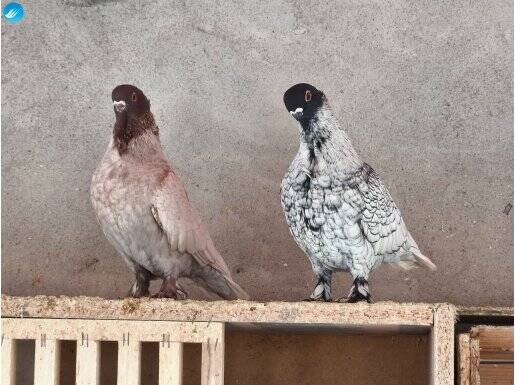 Boğma Hünkari Takım 