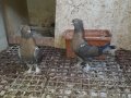 Platin yavrular