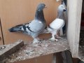Uçur gör kalite