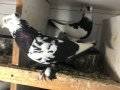 Van pigeons ender bulunan cins
