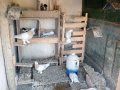 Toplu güvercin 