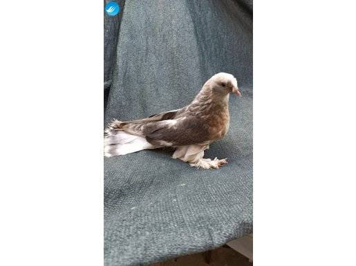 Efsane Boz güvercin sabuni dişi 5 aylık erkek 3 buçuk aylık 