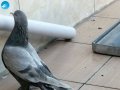 Yanardöner erkek ve dişi 4 adet analı kızlı oğullu seferli 