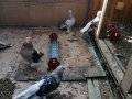 Mardin ve şebap ve jumbo şebap sarı göğüs 