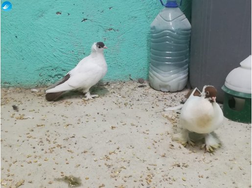 Takım Balina Yavru Yumurta Garanti