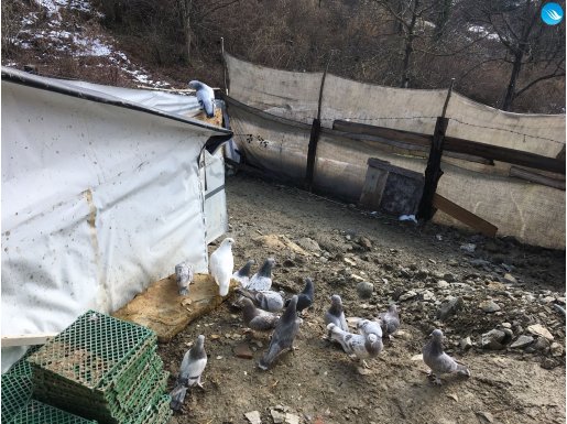 Oyunlu kuşlar çoğunluk yavru