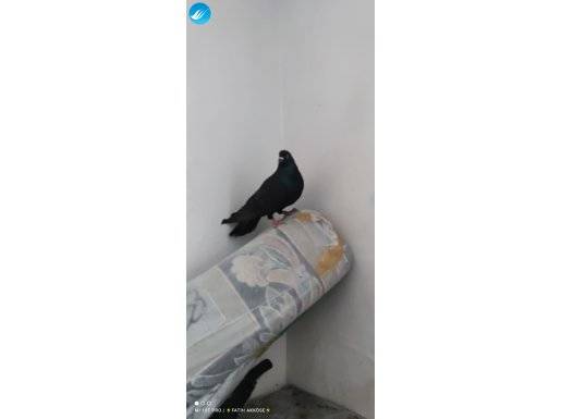 Dönüş garanti li dolapçı