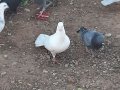 Sut beyaz paçasiz sepet kuyruk erkek