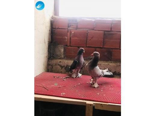 Damızlık maceraya gerek yok kuşlara kefilim