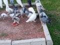 Satılık oyun kuşları