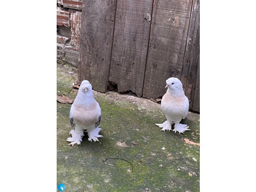 Ön Tepe Harika Kostüm Takım