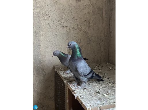 Sökük Dumanlı Takım