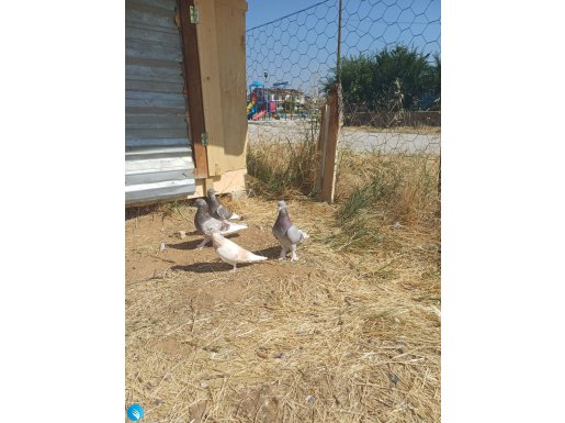 3 erkek 2 dişi 1 yavru toplam 7 adet