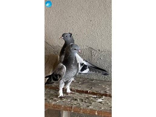 Üst düzey gezen uzaktan atan oyun yavruları