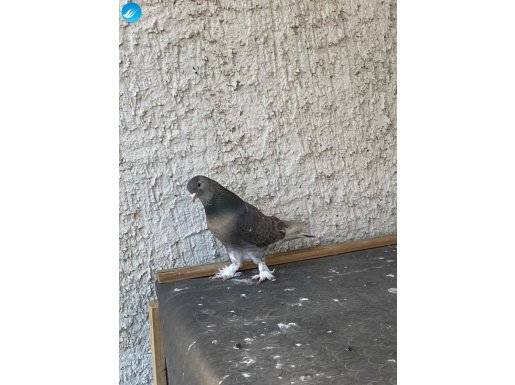 İyi damar oyun kuşu ayna kuyruk