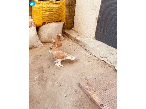 Yavru kızması Çift tepe portakal