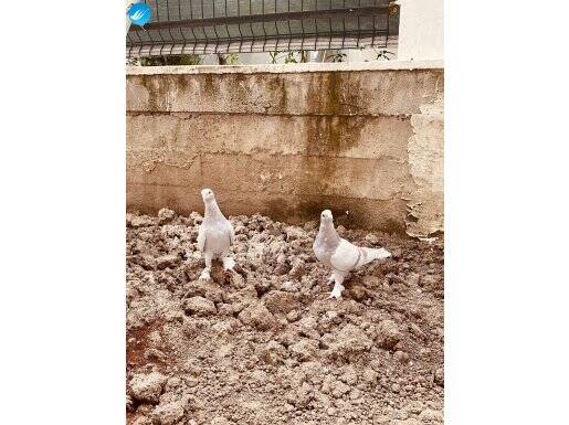 Taklacı oyun kuşu şekeri&sarı