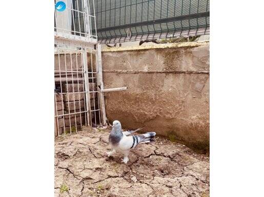 Açık mavi taklacı oyun kuşu (Ermeni zinciri )erkek