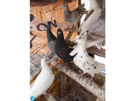 Mersin erdemli alata mahallesi posta güvercinleri sahibinden