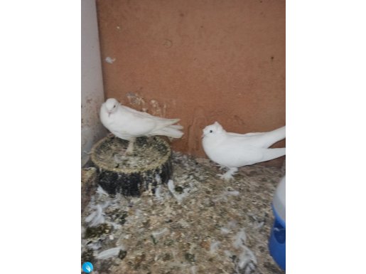 İki çift güvercin bı takim Arap bı takim beyaz