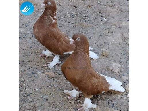 Samsun içi şarabi aranıyor