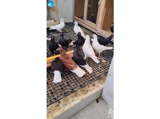 Oyunlu dönüşlü uzun uçuşlu bursa oynarı ve Trakya makaracı
