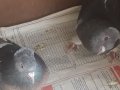 2 si erkek ihtiyaci olana verilir erkekler çok kızgın 