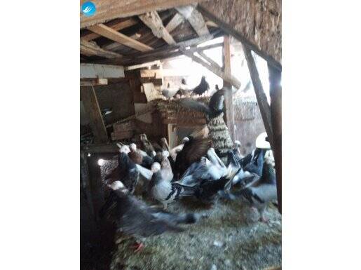 Her renk baska mevcut 