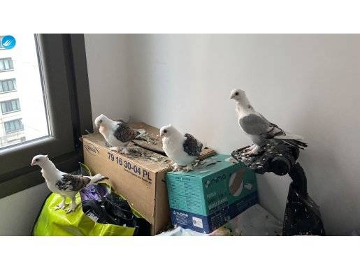 HÜNKARİ 2 ÇİFT ÇAM KIRIĞI
