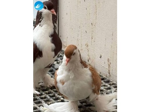 Kırmızı ve sarı lahor 
