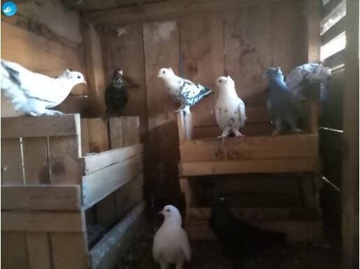 BULUTLARIN ASİLLERİ VAN KAPLANI 