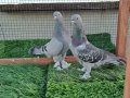 ÜST DÜZEY OYUN KUŞLARI YAVRUSU 
