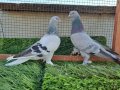 Dışı ala oyunlar erkeği dumanlı oyun kuşları 