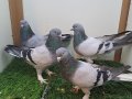4 adet oyun kuşu 