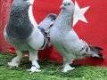 İYİ OYUN KUŞU İSTEYEN  ULAŞABİLİR ELIMDE MEVCUTTUR 