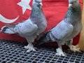 ELİMDE IYI KAN DİŞİ ERKEK HAZIR TAKIM KUŞLAR MEVCUTTUR