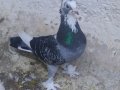 Çakmaklı ala 