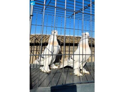 ARKA TEPE SABUNİ TSKIÖ