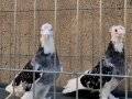 ÇİFTTEPE ÇAKMAKLI ALA TAKIM YAVRU YUMURTA GARANTİDİR 