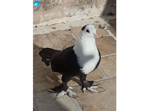 Kuş güzeli şıhselli panda dişi 