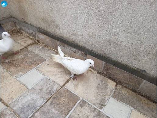 4 tane Mardin bir tane beyaz düz kuş toplam 5 kuş 